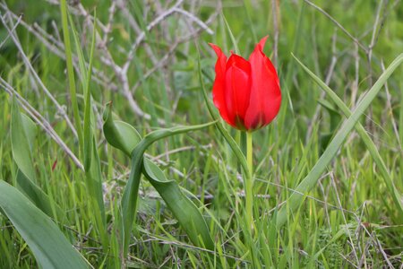 Field outdoors tulipa