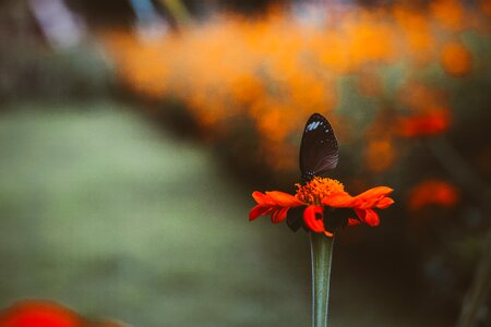 Petal nectar butterfly