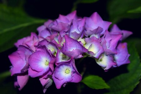 Hydrangea violet petals