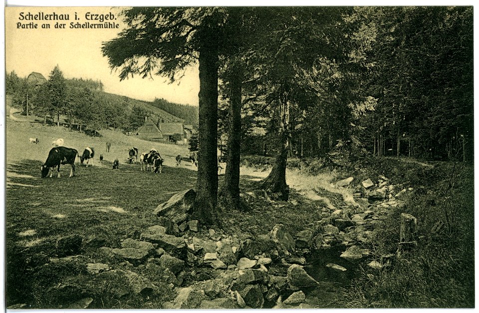 21178-Schellerhau-1919-Viehweide des Mühlengutes-Brück & Sohn Kunstverlag