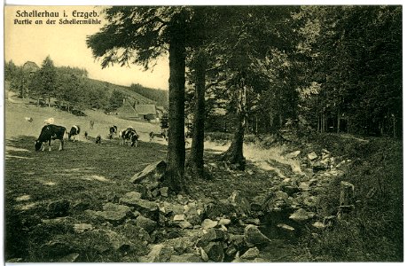 21178-Schellerhau-1919-Viehweide des Mühlengutes-Brück & Sohn Kunstverlag