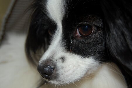 Toy spaniel dog cute