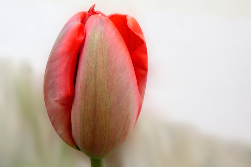 Nature tulip plant