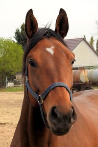 Farm portrait horse
