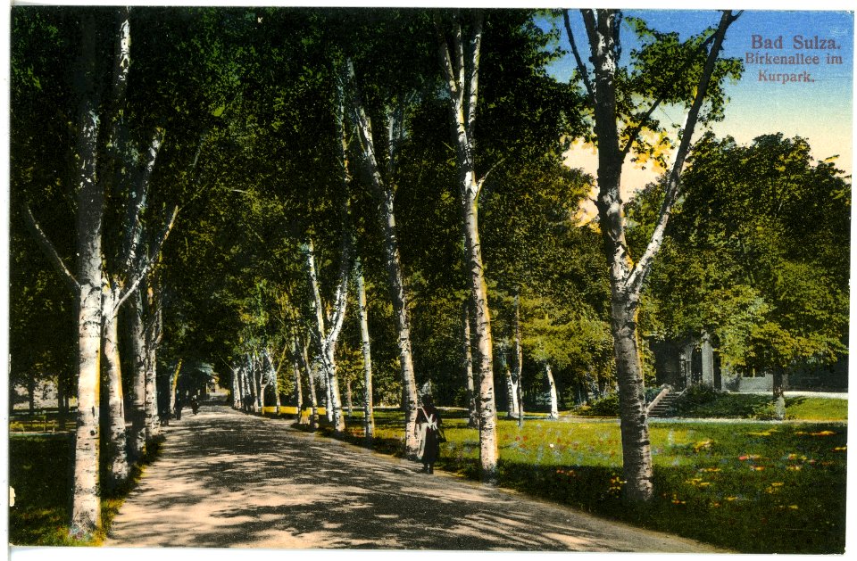 20896-Bad Sulza-1918-Birkenallee am Kurpark-Brück & Sohn Kunstverlag