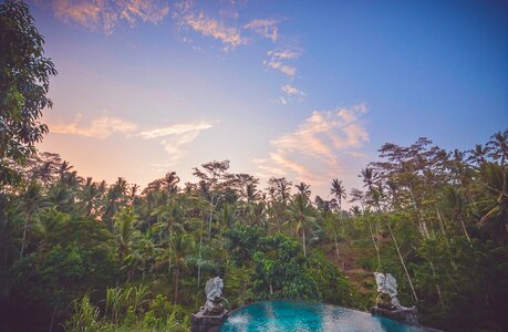 Sunset trees forest