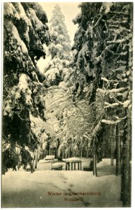21385-Oberbärenburg-1919-im Winter, Waldpartie-Brück & Sohn Kunstverlag