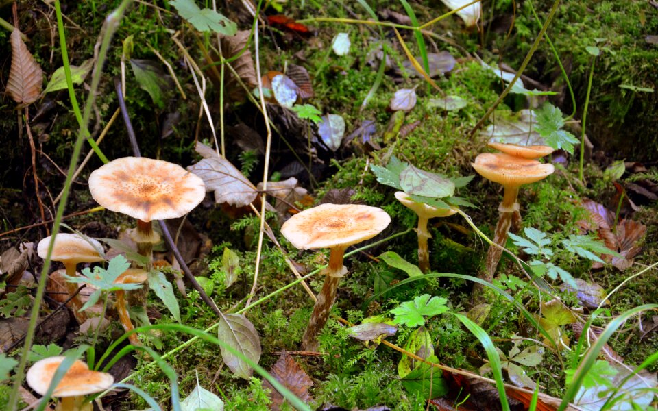 Grass forest mountain
