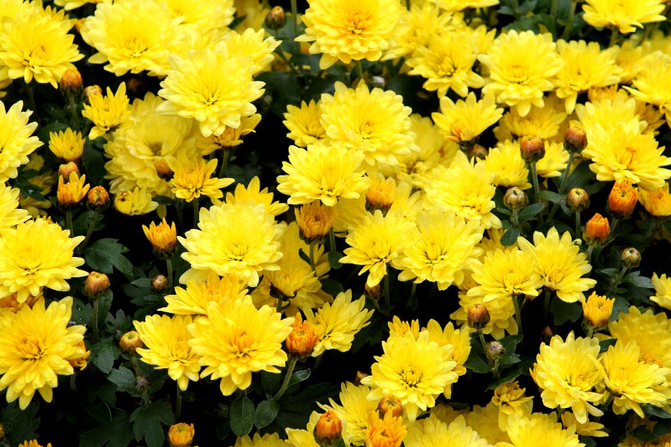 Yellow flower beautiful flower bloom