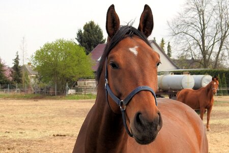 Farm mammal horse