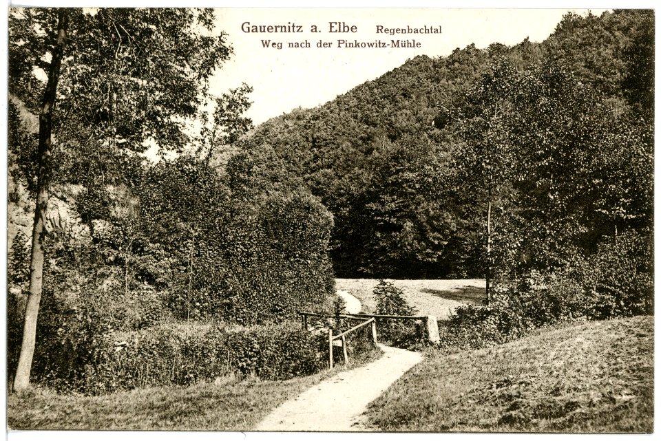 16962-Gauernitz-1913-Regenbachtal - Weg zur Pinkowitz-Mühle-Brück & Sohn Kunstverlag