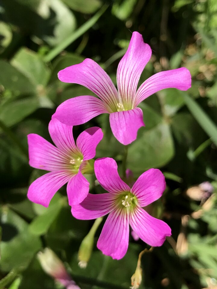 Spring plant vegetation