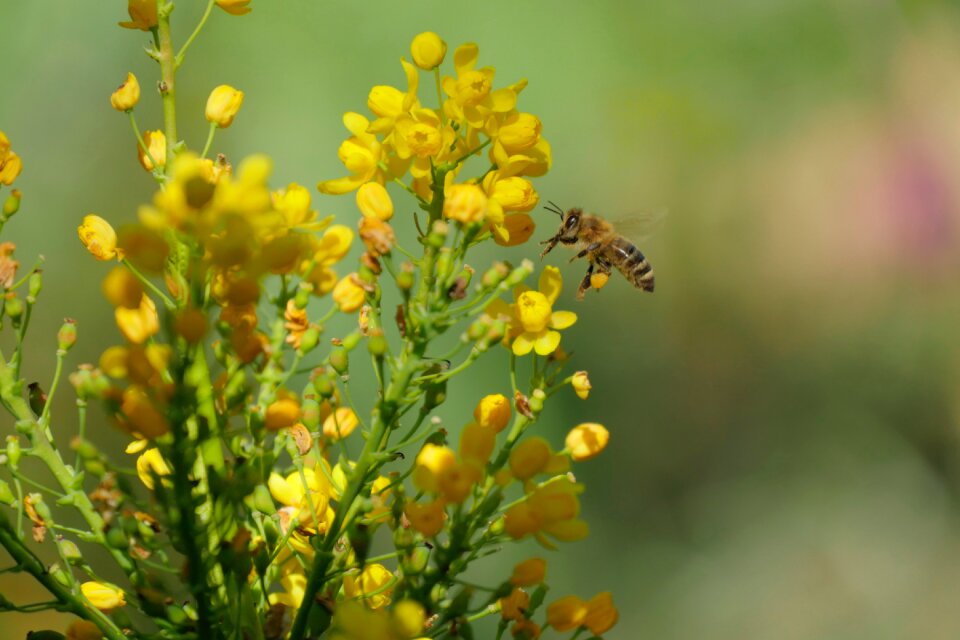 Pollen pollination yellow
