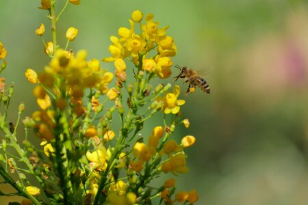Pollen pollination yellow photo