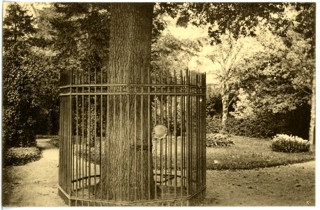 16782-Wittenberg-1913-Luthereiche am Elstertor-Brück & Sohn Kunstverlag