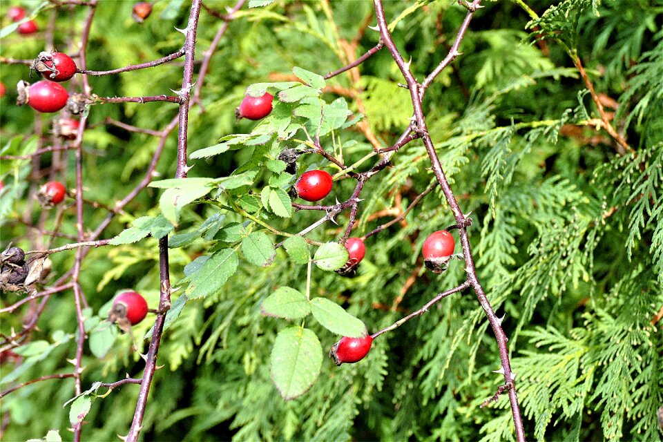 Autumn fruits roses sammelfrucht