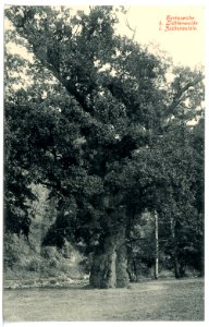 16551-Lichtenwalde-1913-Harraseiche-Brück & Sohn Kunstverlag