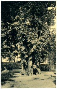 21210-Tautenburg-1919-Die große Linde-Brück & Sohn Kunstverlag