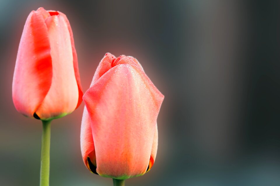 Flower tulip spring