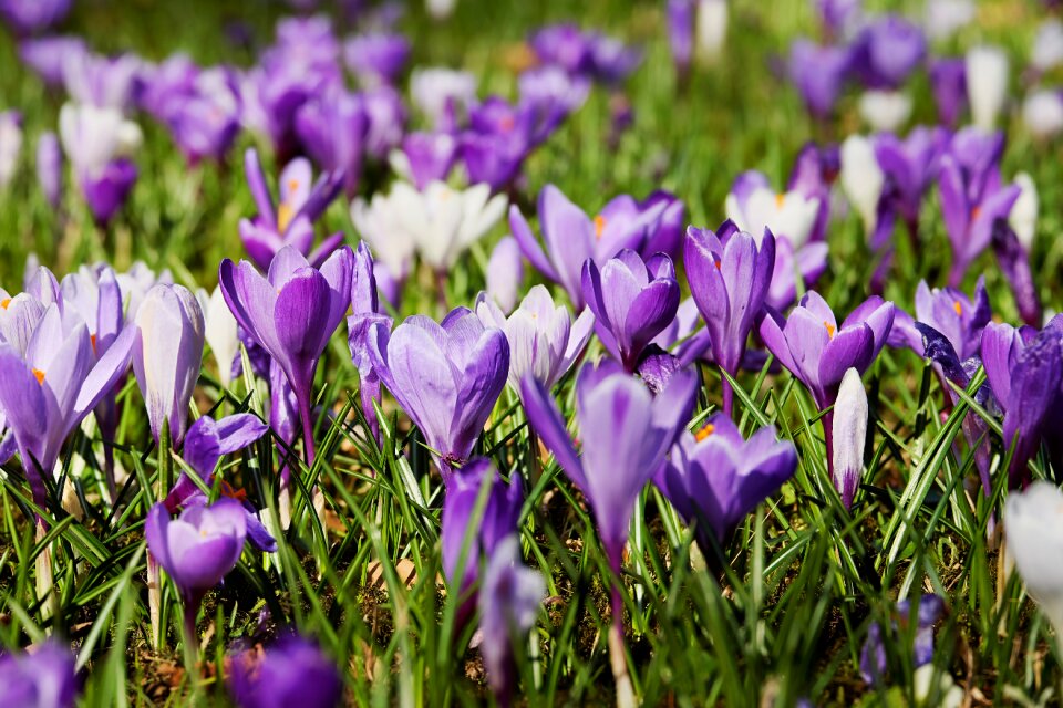 Bloom meadow nature