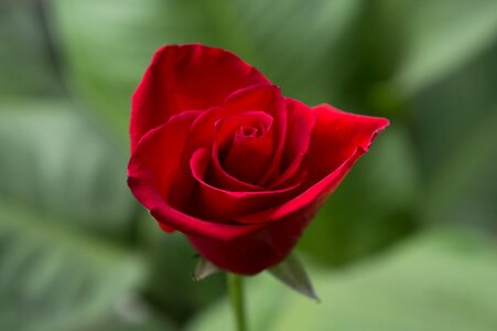 Red rose budding beauty photo