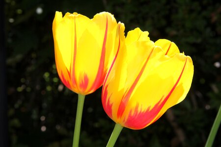 Tulip light spring
