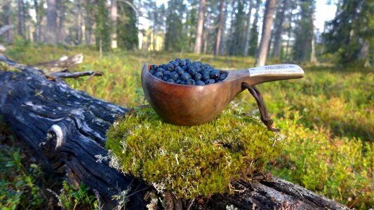 Blueberry kuksa moss