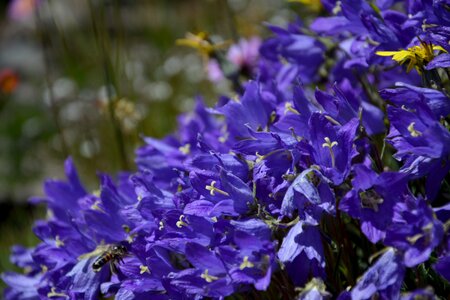 Spring flowers plant flowers