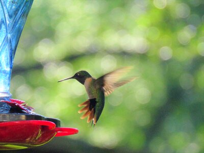 Hummingbird in flight wildlife