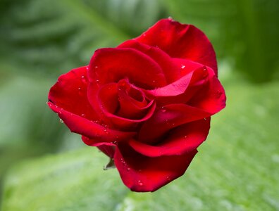 Red rose budding the water