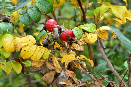 Berries berry red bush photo