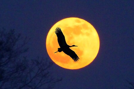 Stork moon full moon