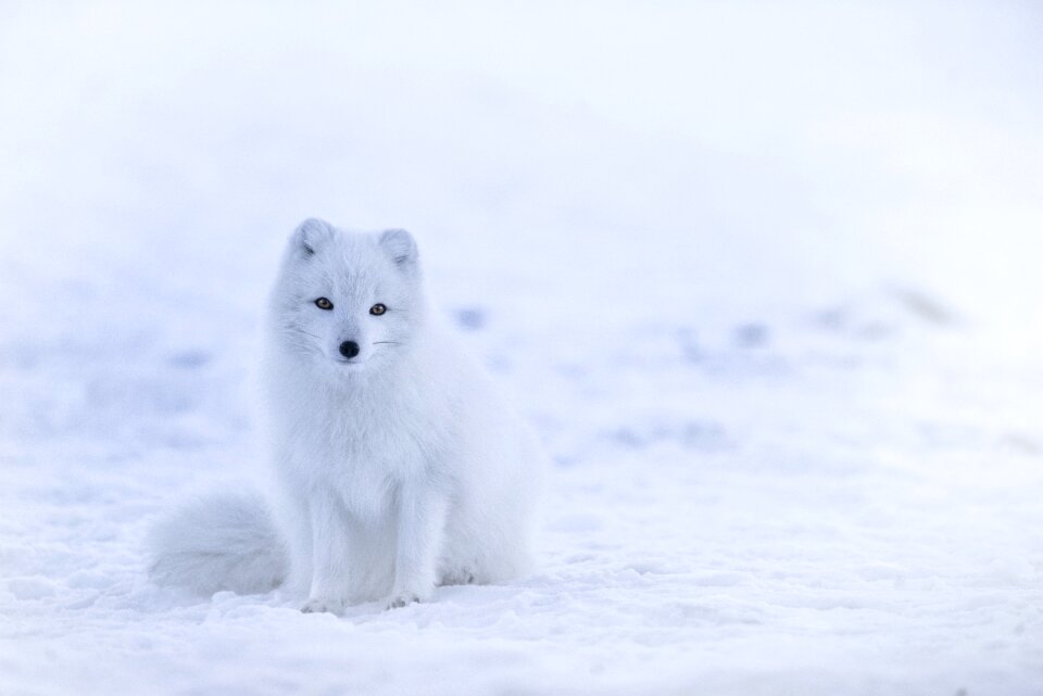 Wildlife snow arctic fox