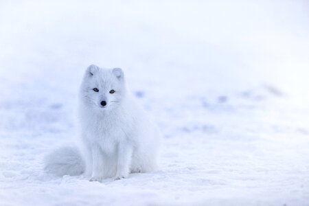 Wildlife snow arctic fox photo