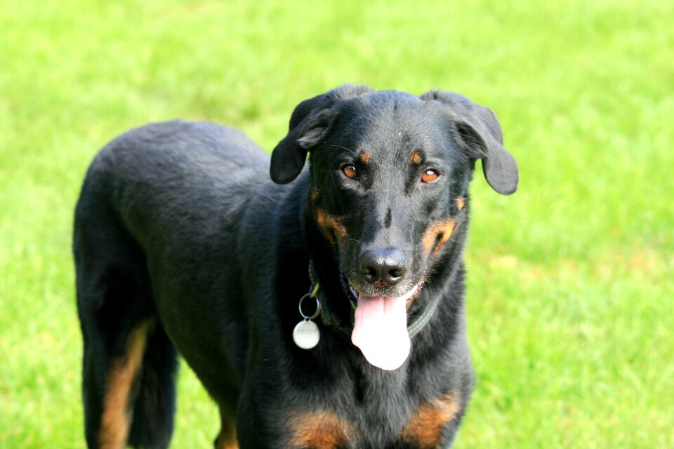 Berger de beauce mammal dog plays