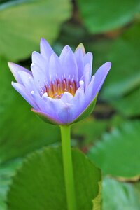 Lotus water fu yung purple
