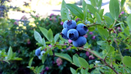 Plant blue fall