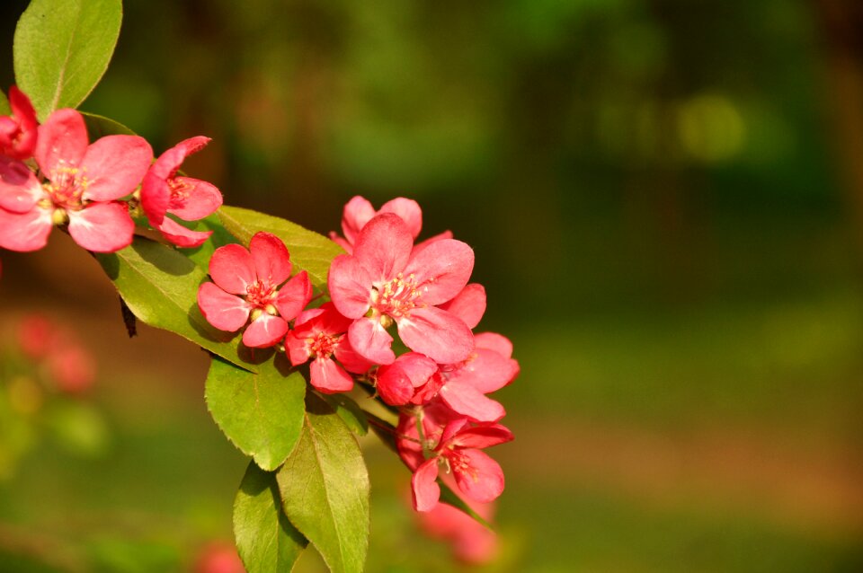 Flowering tree pink flower garden