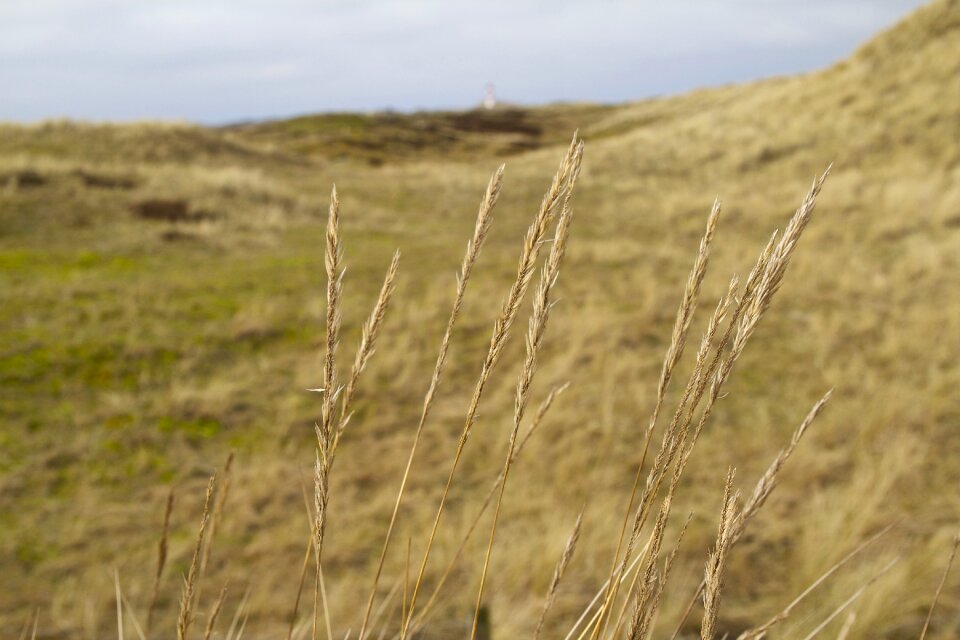 Dune nature reserve northern germany