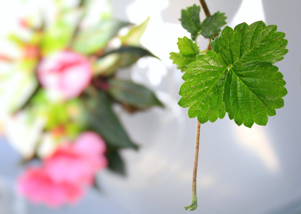 Colors green pink