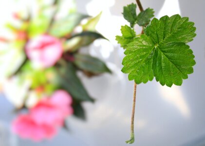 Colors green pink