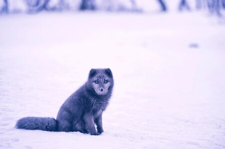 Animal wildlife snow