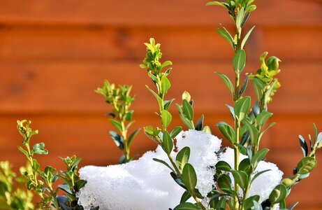 Green garden plant buxus sempervirens photo