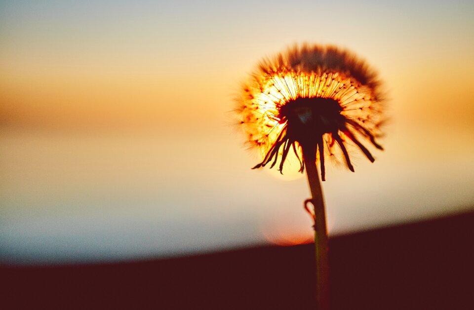 Flower nature sunset