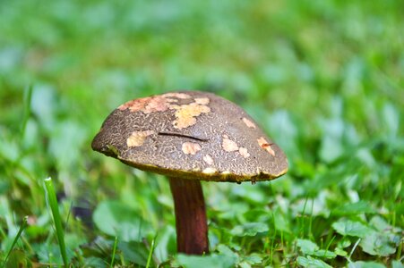 Forest mushroom edible old