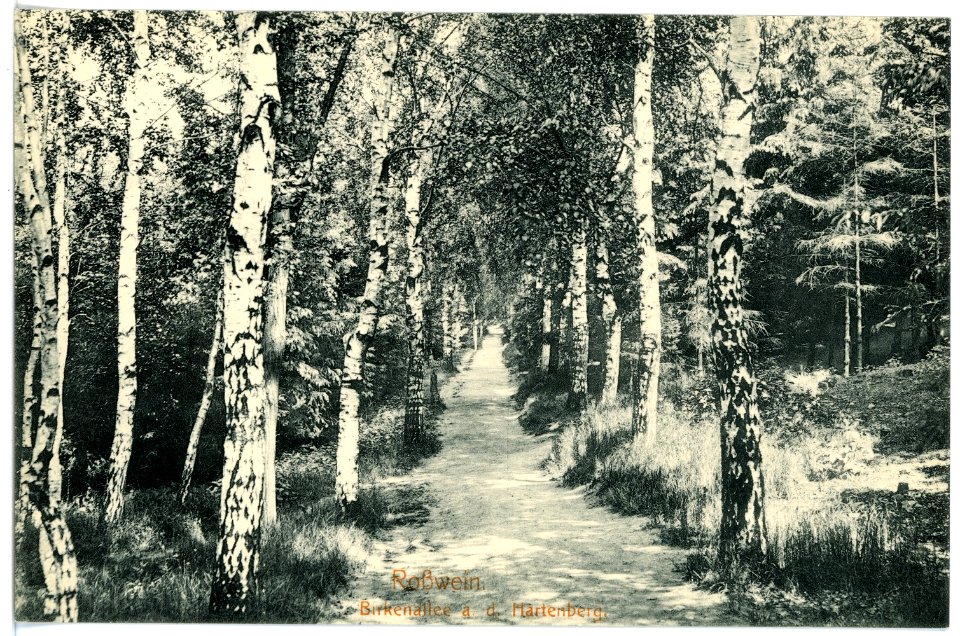 15816-Roßwein-1913-Birkenallee auf den Hartenberg-Brück & Sohn Kunstverlag