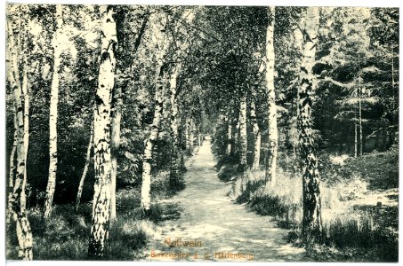 15816-Roßwein-1913-Birkenallee auf den Hartenberg-Brück & Sohn Kunstverlag
