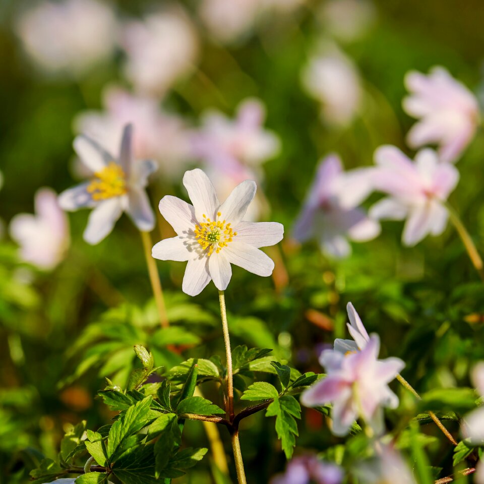 Flower blossom bloom