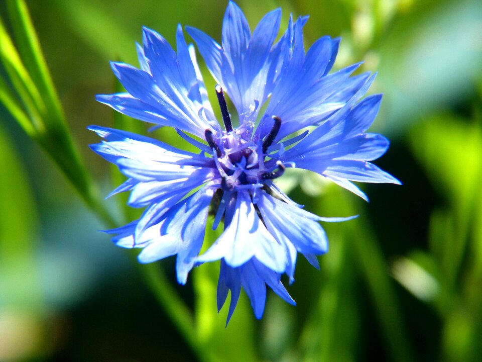 Close up blue flowers plant