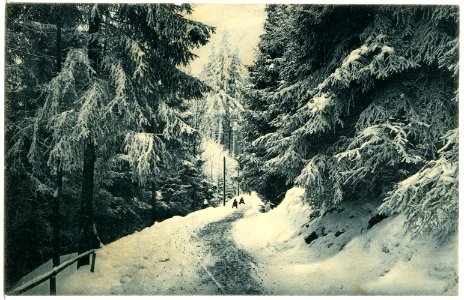 18379-Bärenfels-1914-Winterwald-Brück & Sohn Kunstverlag